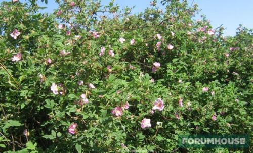 Живая изгородь из разных кустарников. Колючие кустарники в многорядной изгороди