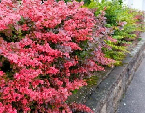 ТОП-10 растений для живой изгороди 20