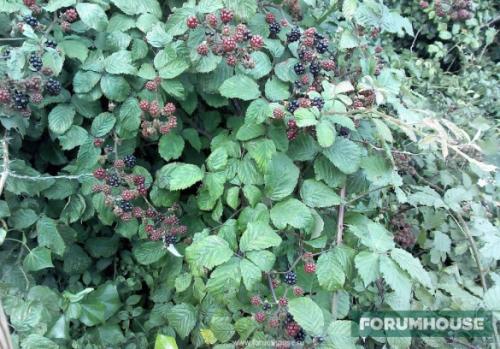 Живая изгородь из разных кустарников. Колючие кустарники в многорядной изгороди