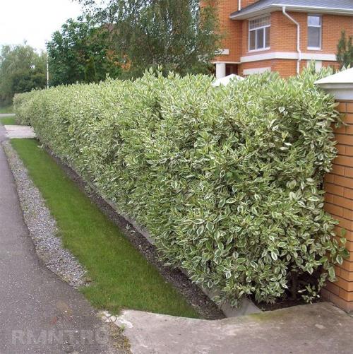 ТОП-10 растений для живой изгороди 06