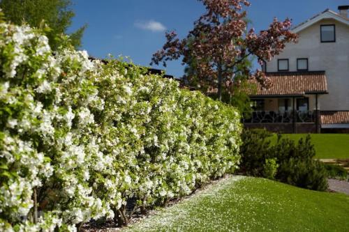 ТОП-10 растений для живой изгороди 07