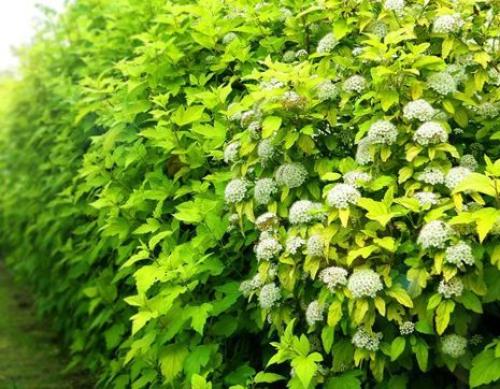 ТОП-10 растений для живой изгороди 13
