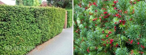 ТОП-10 растений для живой изгороди 05