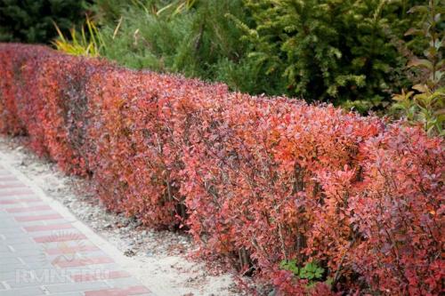 ТОП-10 растений для живой изгороди 08