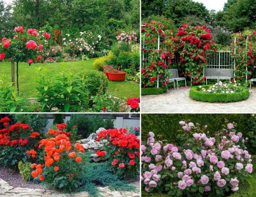 Композиции с розами в саду. Розы в саду: ландшафтный дизайн участка