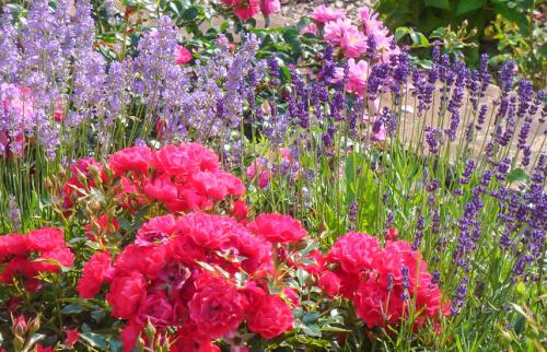 Клумба с розами и лавандой. Лаванда и розы – растения-компаньоны