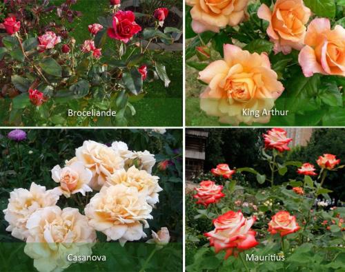 Композиции с розами в саду. Розы в саду: ландшафтный дизайн участка