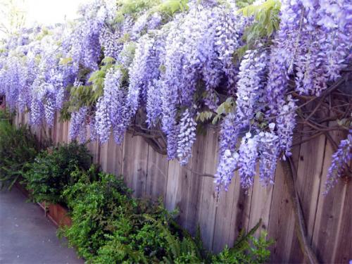 Декоративные кустарники для сада. Многолетние декоративные кустарники для дачи – названия и описания, фото