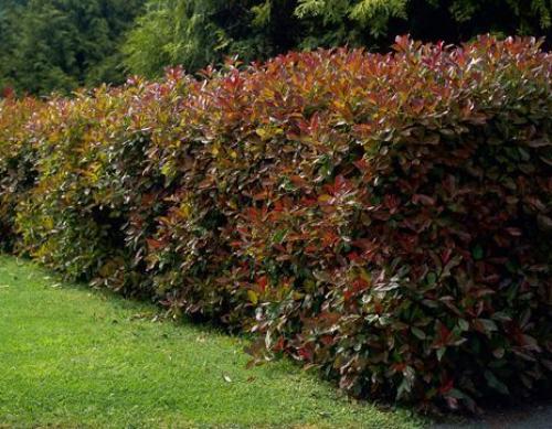 15 быстрорастущих декоративных кустарников. Быстрорастущие декоративные кустарники: различия по темпам роста 04