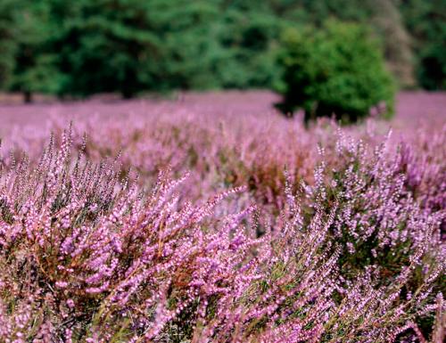 Кустовые цветы многолетники. Декоративные зимостойкие кустарники цветущие все лето