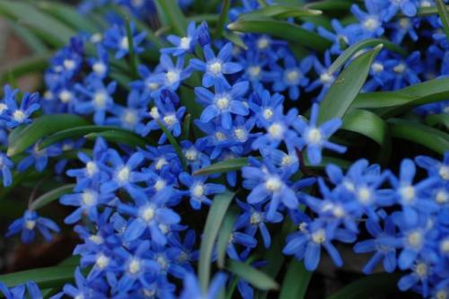 Многолетние цветы, цветущие все лето морозостойкие. Морозостойкие луковичные многолетники