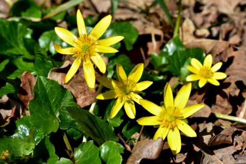 Необычные многолетние цветы для сада. Многолетние цветы (120 фото) – каталог цветов для дачи и сада с названиями и описанием