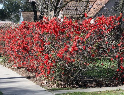 Кустовые цветы многолетники. Декоративные зимостойкие кустарники цветущие все лето