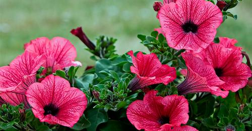 Кустовые цветы многолетники. Декоративные зимостойкие кустарники цветущие все лето