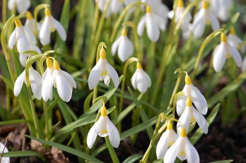 Необычные многолетние цветы для сада. Многолетние цветы (120 фото) – каталог цветов для дачи и сада с названиями и описанием