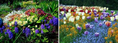 Многолетние цветы для дачи и сада. Многолетние цветы для дачи