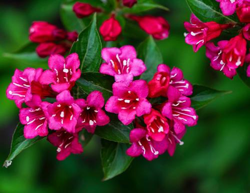 Кустовые цветы многолетники. Декоративные зимостойкие кустарники цветущие все лето