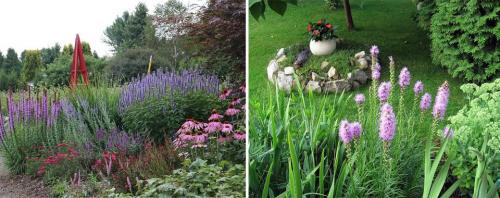 Многолетние цветы для дачи и сада. Многолетние цветы для дачи