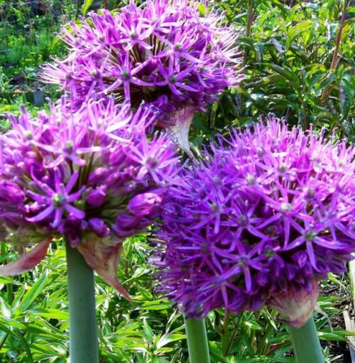 Многолетние цветы, цветущие все лето морозостойкие. Морозостойкие луковичные многолетники