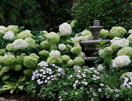 Кустовые цветы многолетники. Декоративные зимостойкие кустарники цветущие все лето