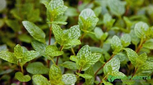 50 лучших цветов для дачи в 2023 году. Обзор многолетних видов 17 50 лучших цветов для дачи в 2023 году. Обзор многолетних видов 17