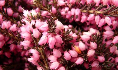 Необычные многолетние цветы для сада. Многолетние цветы