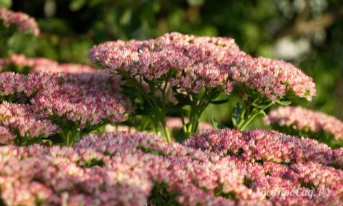 Необычные многолетние цветы для сада. Многолетние цветы