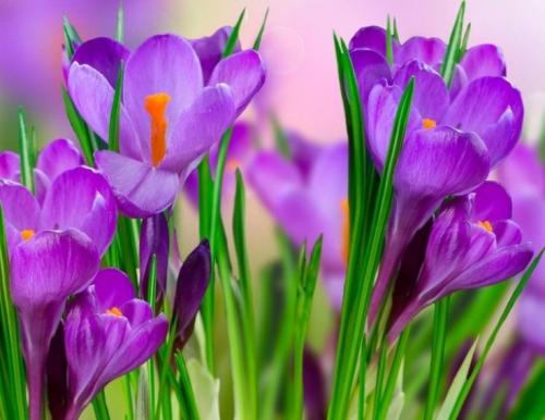 50 лучших цветов для дачи в 2023 году. Обзор многолетних видов