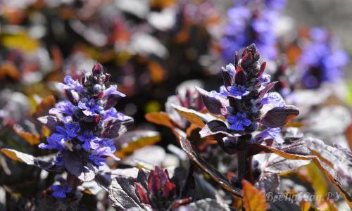 Необычные многолетние цветы для сада. Многолетние цветы