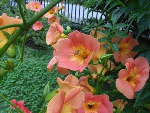 50 лучших цветов для дачи в 2023 году. Обзор многолетних видов