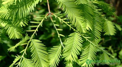 50 лучших цветов для дачи в 2023 году. Обзор многолетних видов 15 50 лучших цветов для дачи в 2023 году. Обзор многолетних видов 15