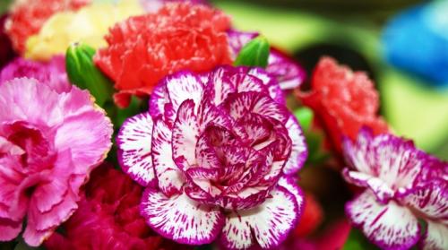 Цветы многолетники для дачи. Многолетние цветы для дачи, цветущие все лето