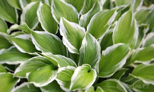 Необычные многолетние цветы для сада. Многолетние цветы