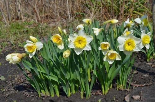 50 лучших цветов для дачи в 2023 году. Обзор многолетних видов