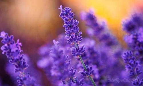 Необычные многолетние цветы для сада. Многолетние цветы