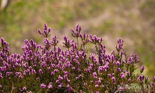 Необычные многолетние цветы для сада. Многолетние цветы