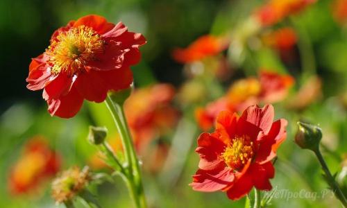 Необычные многолетние цветы для сада. Многолетние цветы