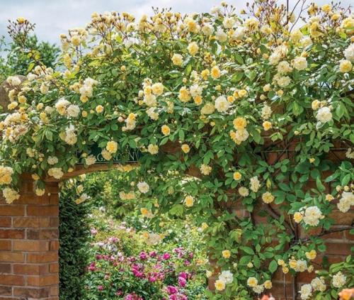 Быстрорастущие цветы для дачи. Быстрорастущие вьющиеся и плетистые растения для дачи