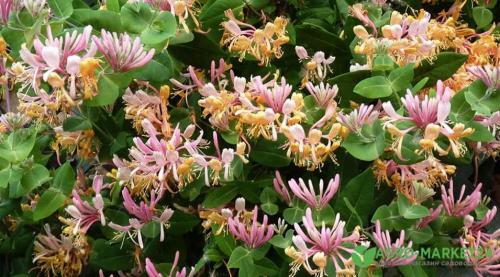 50 лучших цветов для дачи в 2023 году. Обзор многолетних видов 16 50 лучших цветов для дачи в 2023 году. Обзор многолетних видов 16