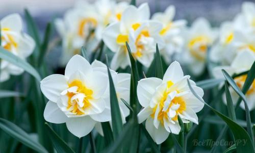 Необычные многолетние цветы для сада. Многолетние цветы