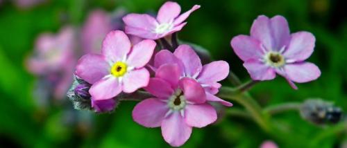 Необычные многолетние цветы для сада. Многолетние цветы