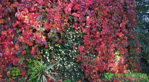 50 лучших цветов для дачи в 2023 году. Обзор многолетних видов 14 50 лучших цветов для дачи в 2023 году. Обзор многолетних видов 14