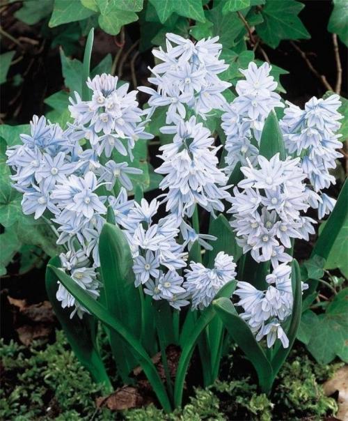 50 лучших цветов для дачи в 2023 году. Обзор многолетних видов