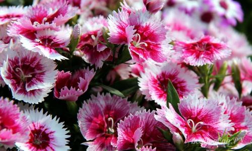 Необычные многолетние цветы для сада. Многолетние цветы