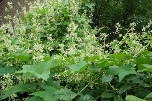 Быстрорастущие цветы для дачи. Быстрорастущие вьющиеся и плетистые растения для дачи