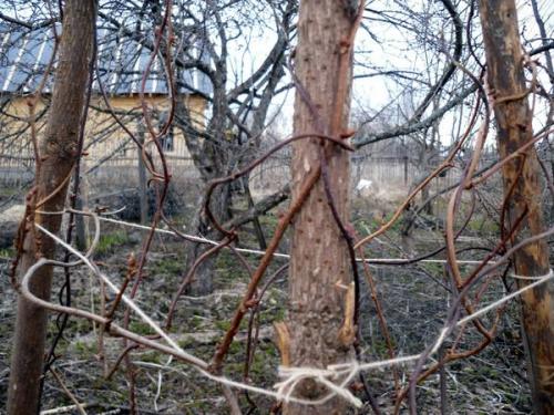 Опора для лимонника своими руками. Операция Спасение лимонника