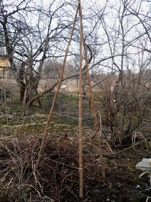 Опора для лимонника своими руками. Операция Спасение лимонника