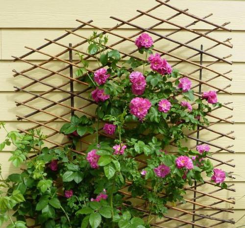 Шпалера для роз из металла. Зачем шпалера для кустов розы