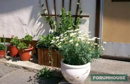 Пергола для роз из дерева. Деревянные шпалеры и перголы