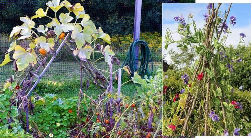 Как сделать опору своими руками. Выбор опоры для клематиса 03
